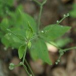 Galium circaezans Habitat