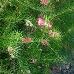 Grevillea rosmarinifolia花