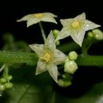 Cyclanthera multifoliola Altul/Alta