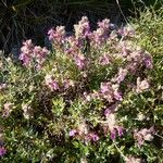 Teucrium marum Outro