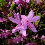 Rhododendron wadanum Blüte