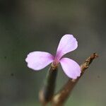 Dianthus pyrenaicus Blomst