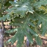 Quercus pyrenaica Φύλλο