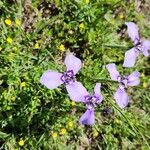 Herbertia lahue Lorea