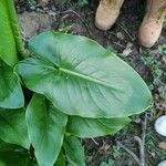 Calla palustris Liść