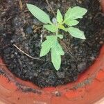 Solanum lycopersicum Lapas