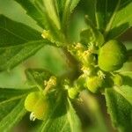 Euphorbia davidii Fruit