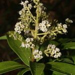Ardisia densiflora Çiçek