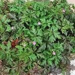 Geranium purpureum 整株植物