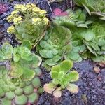 Aeonium tabulaeforme Лист