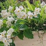 Begonia minor Кветка