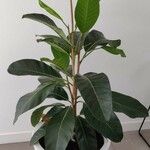 Ficus callosa Vekstform