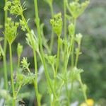 Seseli peucedanoides Otro