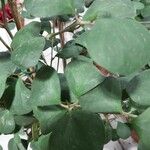 Ficus deltoidea Лист