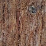 Sequoia sempervirens Kôra