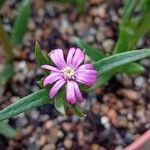 Delosperma mahonii 花