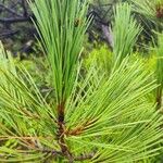 Pinus pinasterLeaf