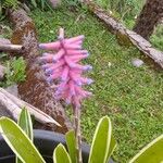 Aechmea gamosepala Kvet