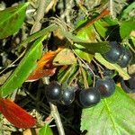 Aronia melanocarpa Plod