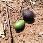 Zanthoxylum heitzii Φρούτο