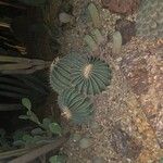 Echinocactus platyacanthus Lubje