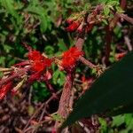 Woodfordia fruticosa Blomma