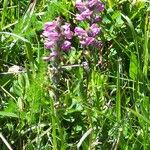 Pedicularis rostratospicata 花