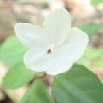 Pseuderanthemum repandum ᱵᱟᱦᱟ