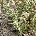 Teucrium dunense List