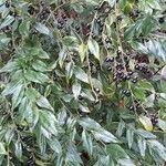 Sarcococca ruscifolia Vekstform