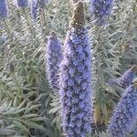 Echium webbii Flower