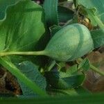 Aristolochia paucinervis Plod