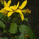 Bidens reptans Flower