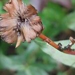 Erigeron glabellus Kwiat