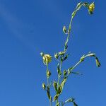 Helianthemum ledifolium बार्क (छाल)