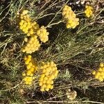 Helichrysum stoechasЦветок