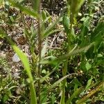 Castilleja parviflora Folha