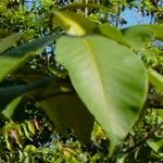 Vitex pinnata Leaf