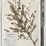 Indigofera baumiana Други