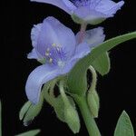 Tradescantia reverchonii Цвят