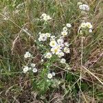 Erigeron strigosus Fula