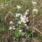 Erigeron strigosus Цвят