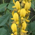 Crotalaria pallida Fiore