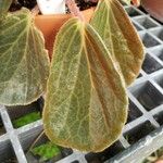 Begonia blancii Hoja