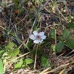 Rubus trivialis Kvet