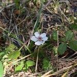 Rubus trivialis Kukka