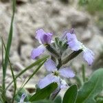 Matthiola tricuspidata 花