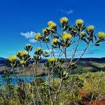 Melaleuca pancheri 葉