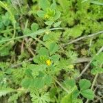 Medicago polymorpha Ліст