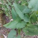 Phlomoides tuberosa 叶